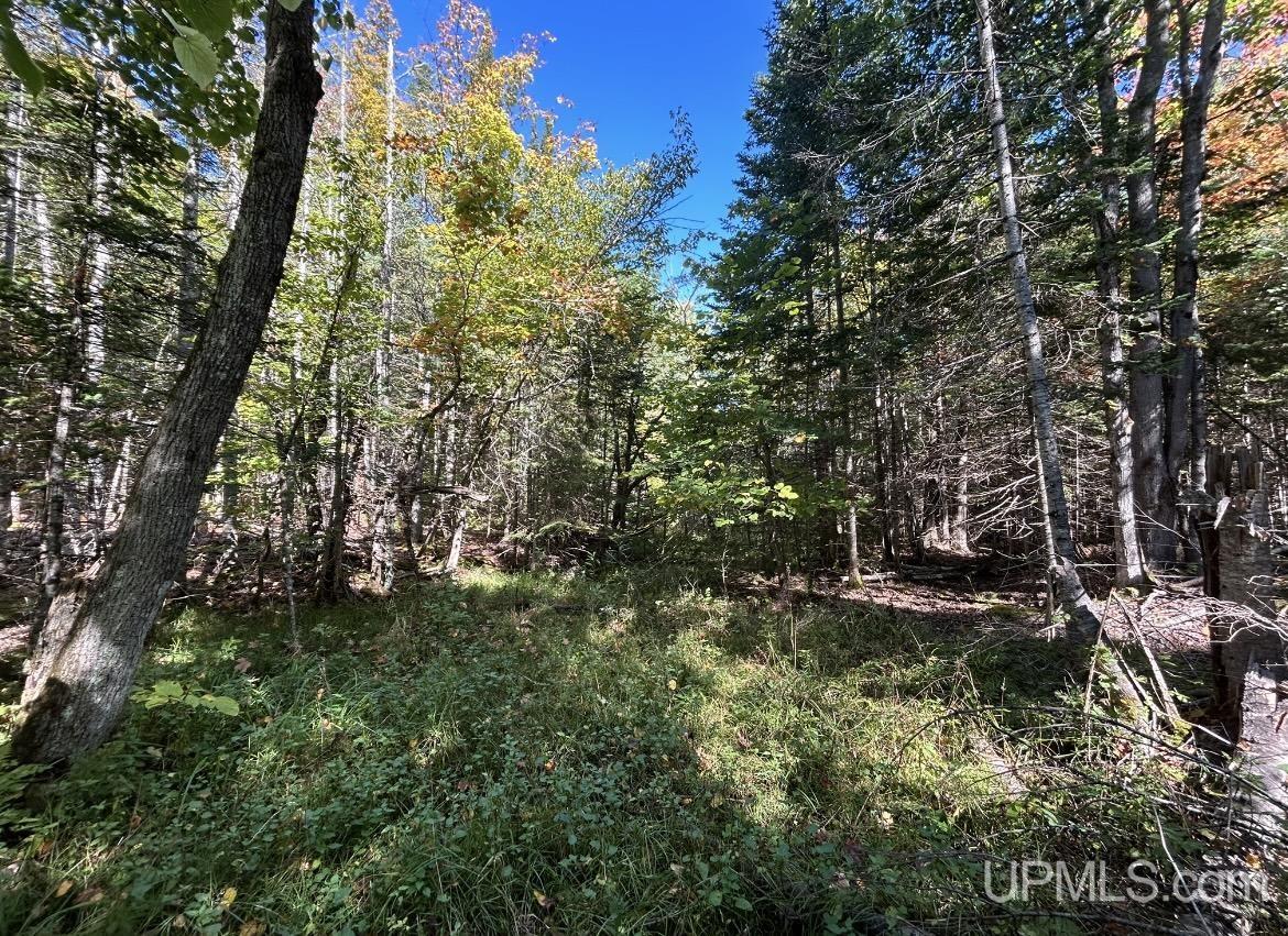40-acres Mosquito Stub Road Shingleton, MI 49884 - Photo 8 of 25 Gallery Image 8