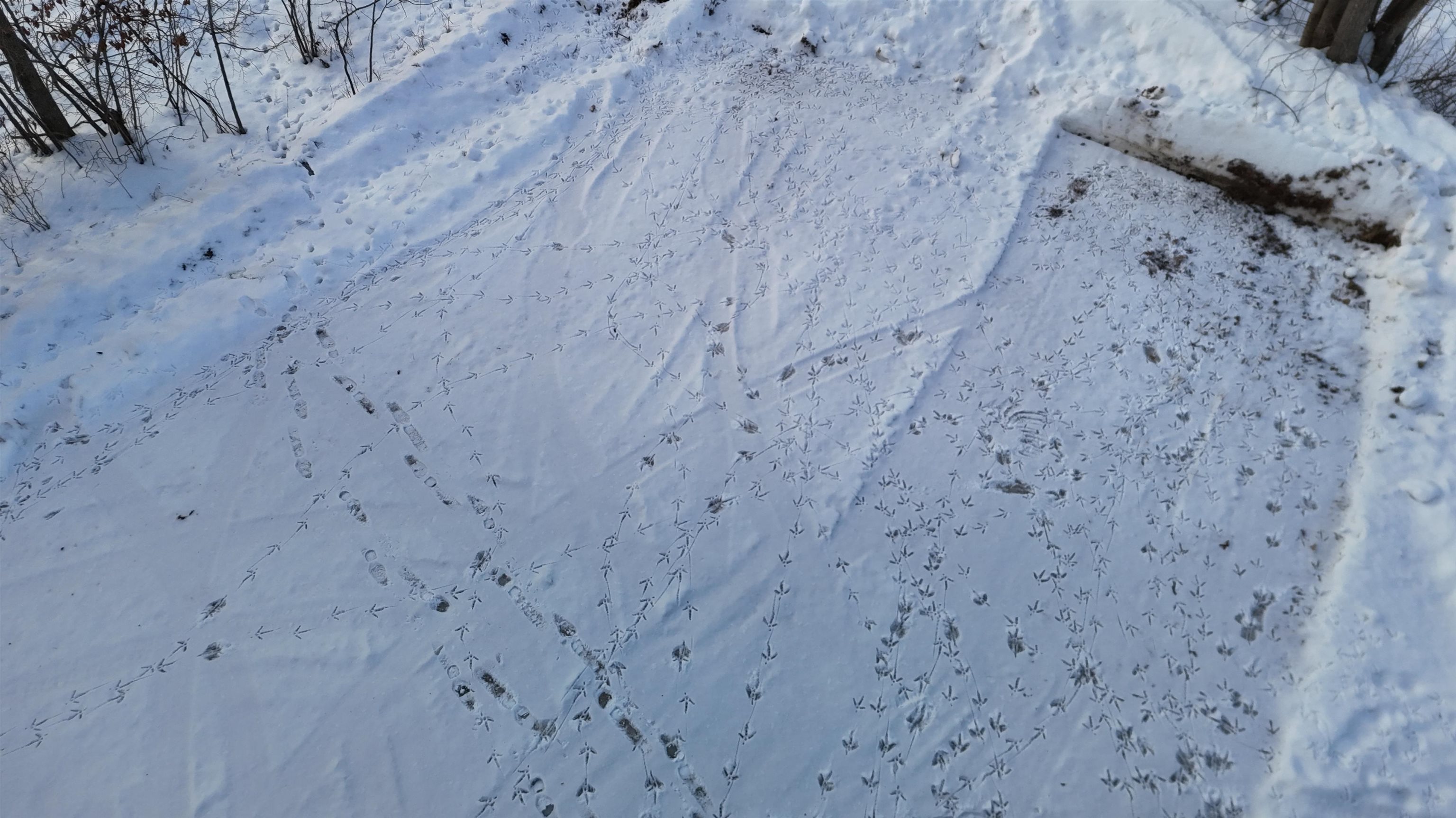 4400 North Deer Lane Mosinee, WI 54455 - Photo 23 of 79