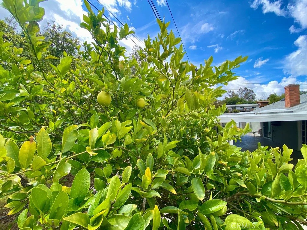757 North Stage Coach Lane Fallbrook, CA 92028 - Photo 26 of 59 Lemon Tree