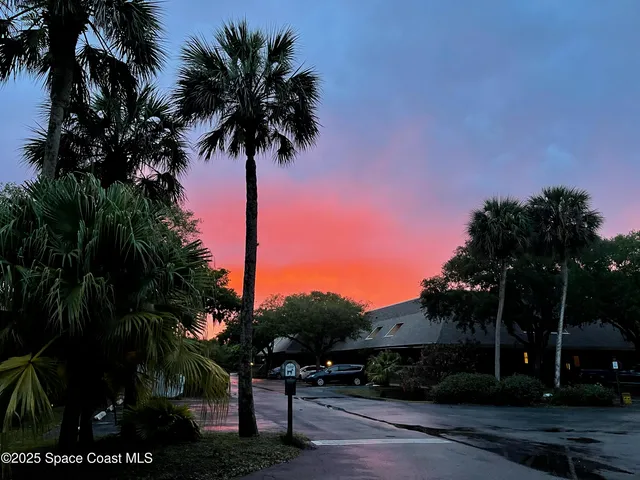 a view of a yard with palm trees