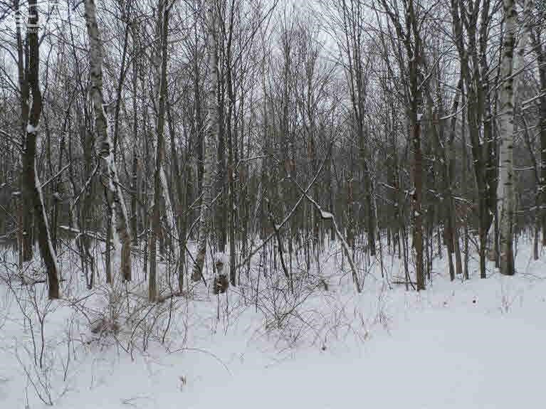 8411 West Dodge Road Montrose, MI 48457 - Photo 15 of 28 Gallery Image 15
