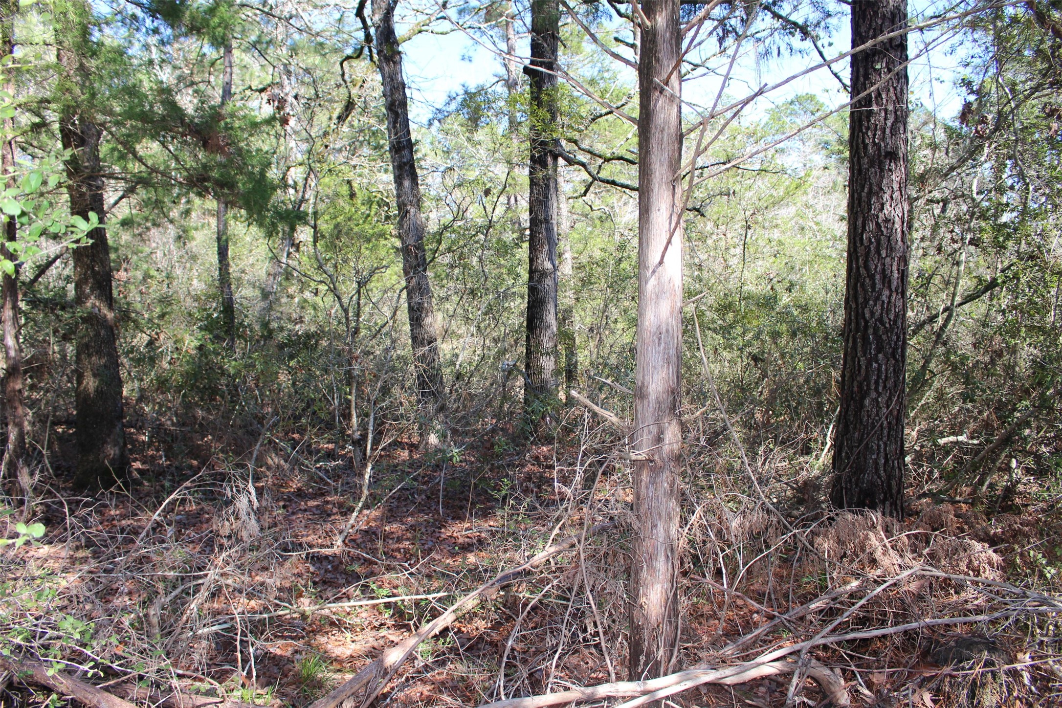 Lot 68 Hidden Lane Trinity, TX 75862 - Photo 12 of 26 a view of forest