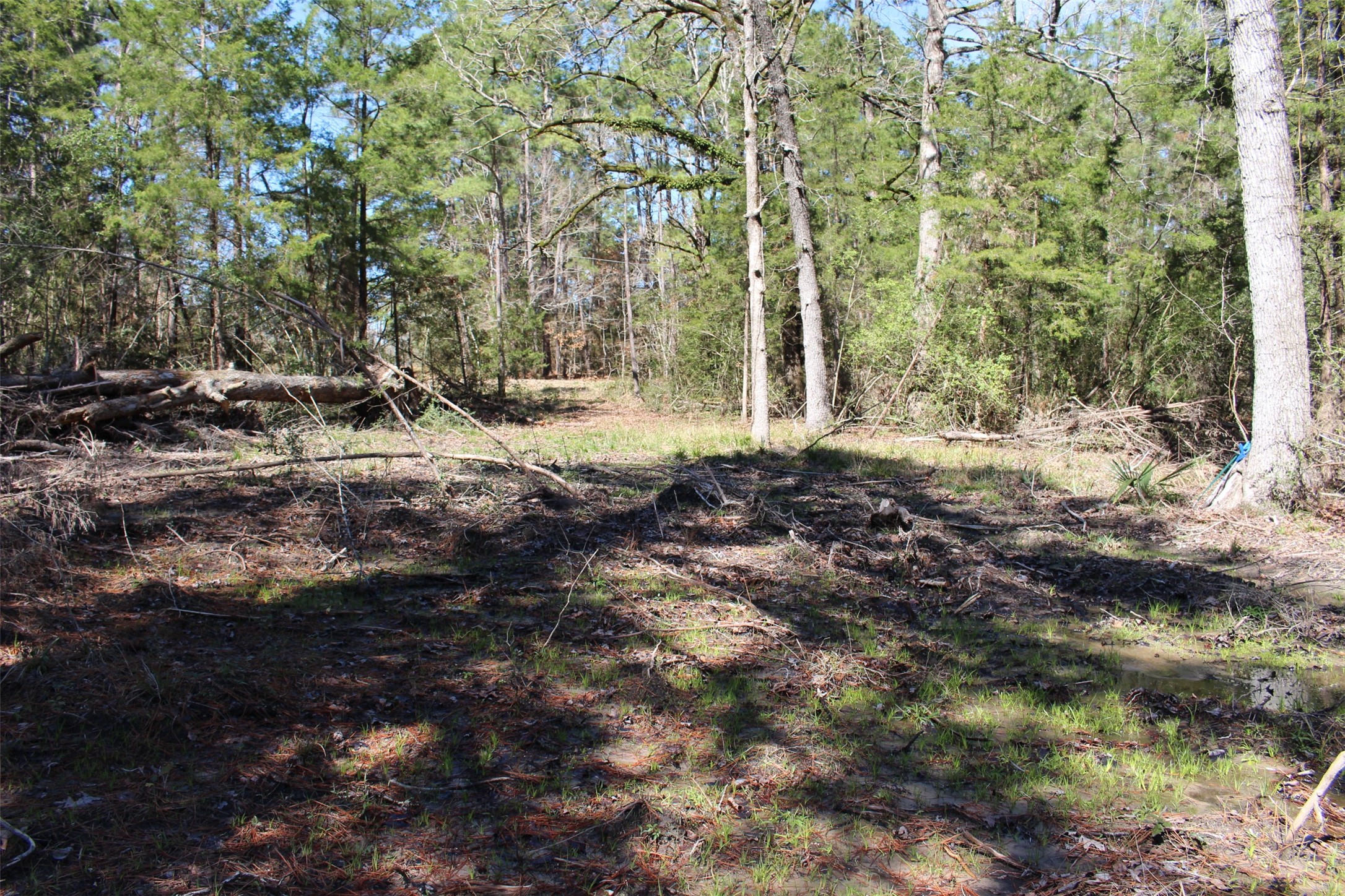 Lot 68 Hidden Lane Trinity, TX 75862 - Photo 13 of 26 a view of a yard with plants and large trees