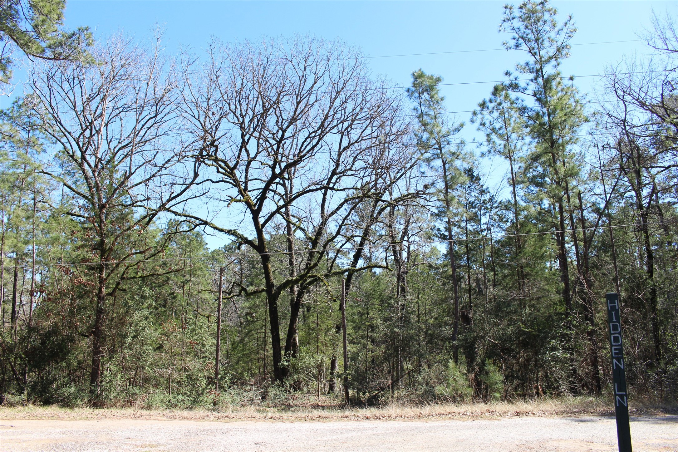Lot 68 Hidden Lane Trinity, TX 75862 - Photo 6 of 26 a view of a yard with trees