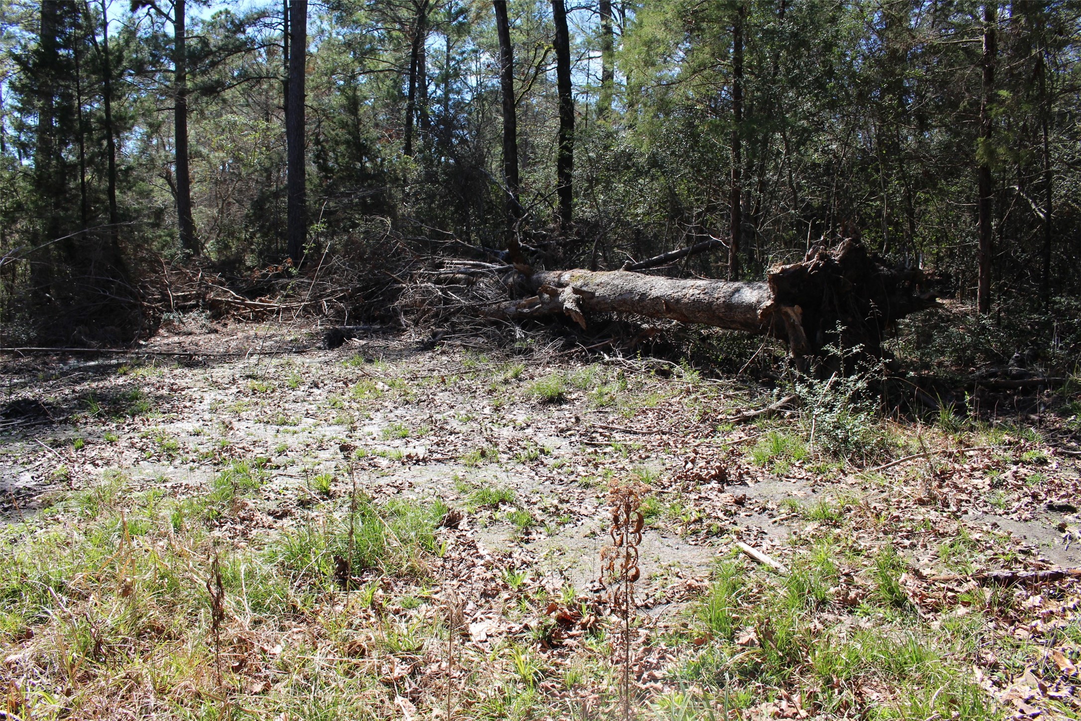 Lot 68 Hidden Lane Trinity, TX 75862 - Photo 10 of 26 a view of outdoor space and yard