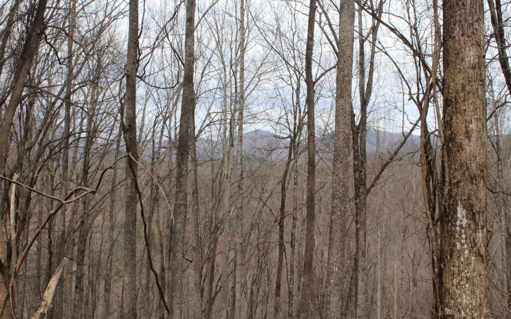 1 Nelson Ridge Road Hayesville, NC 28904 - Photo 3 of 3 Additional View