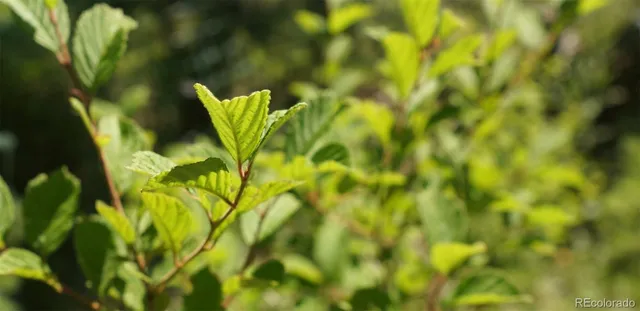 a view of a city in the middle of a yard