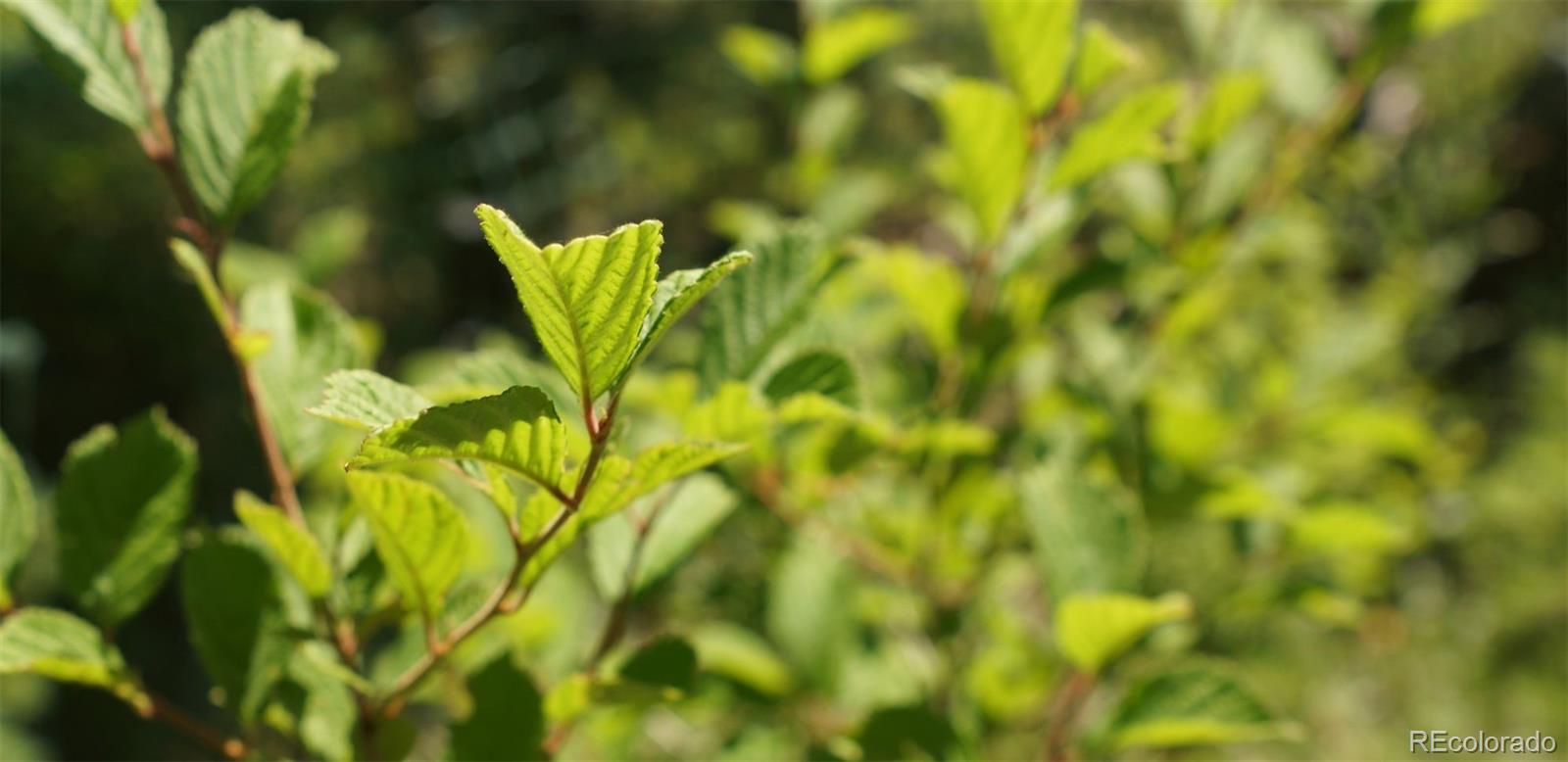 93 Gross Dam Road Golden, CO 80403 - Photo 11 of 35 a view of a close up of a plant