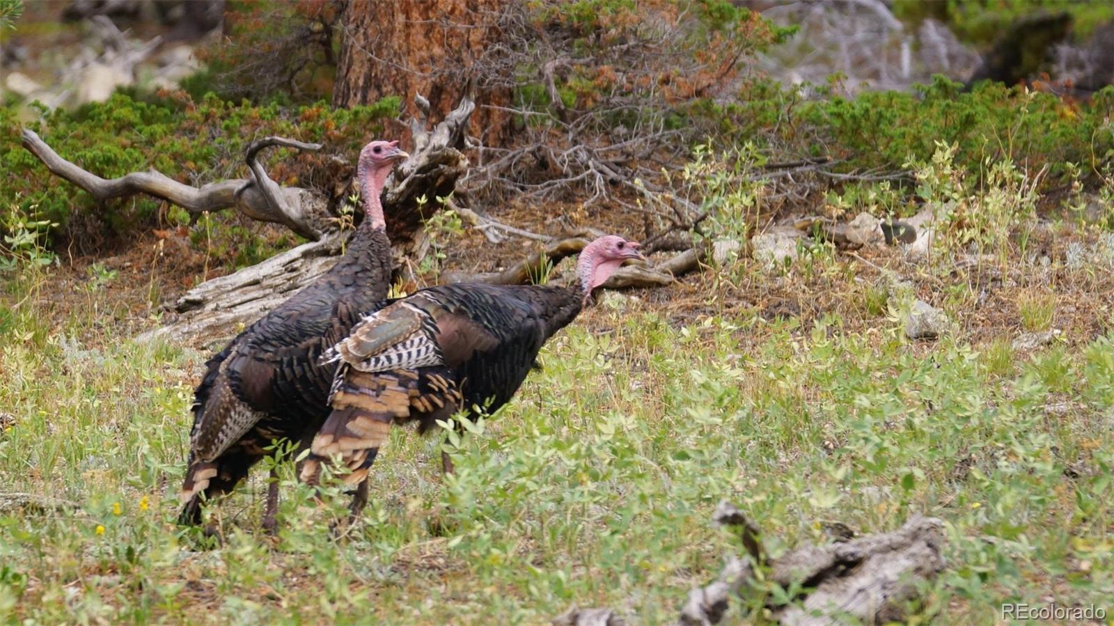 93 Gross Dam Road Golden, CO 80403 - Photo 16 of 35 a view of an outdoor space