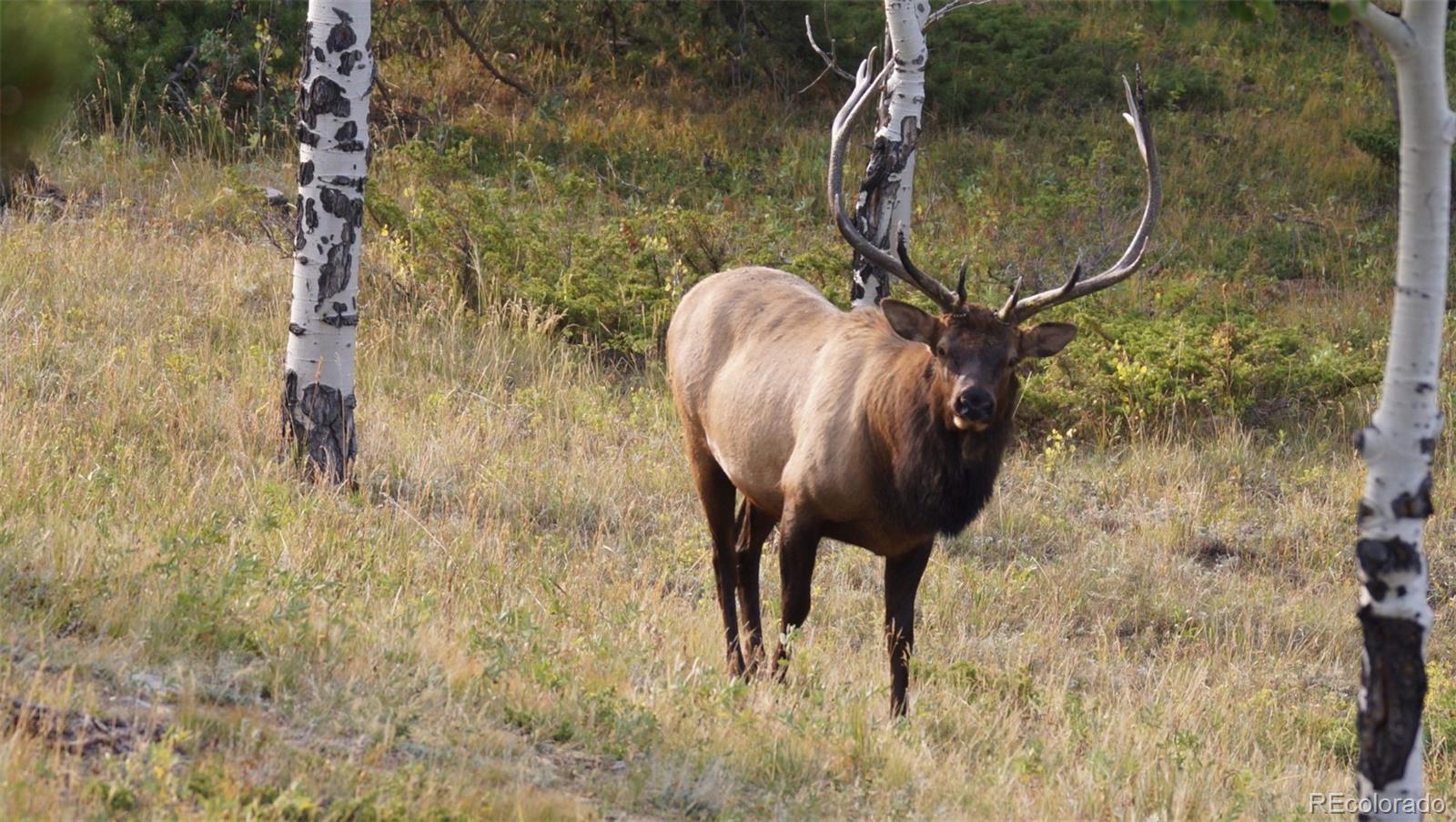 93 Gross Dam Road Golden, CO 80403 - Photo 24 of 35 a view of entryway with wooden floor