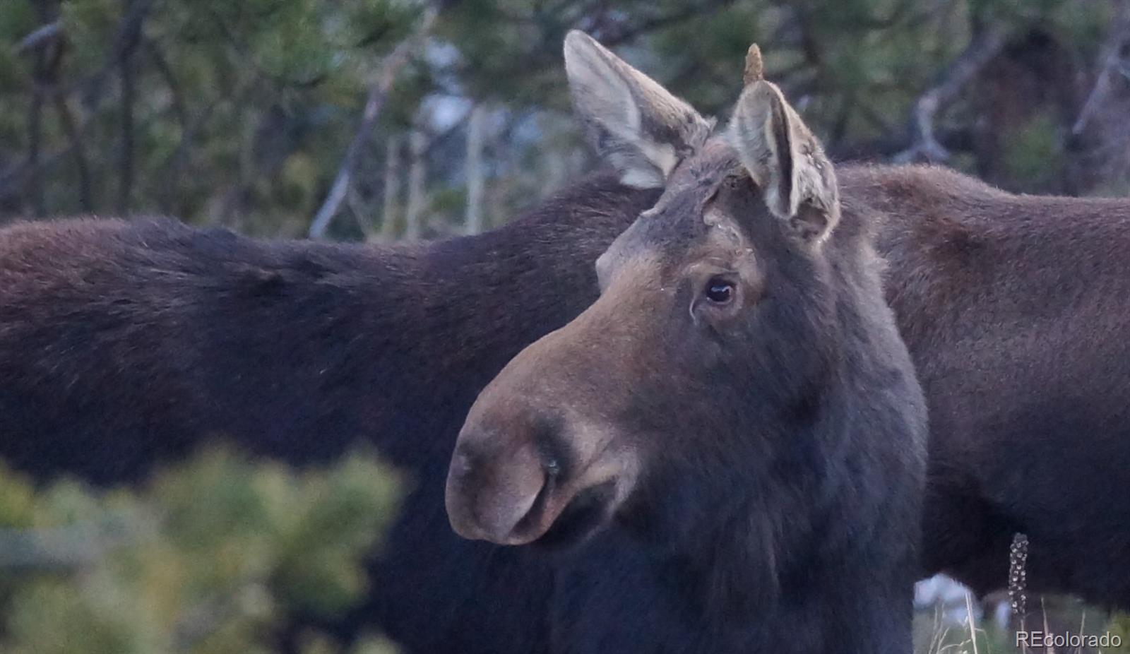 93 Gross Dam Road Golden, CO 80403 - Photo 30 of 35 a view of entryway