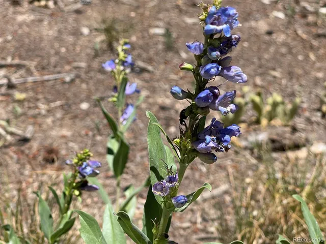 $675,000 | 93 Gross Dam Road, Golden, CO 80403