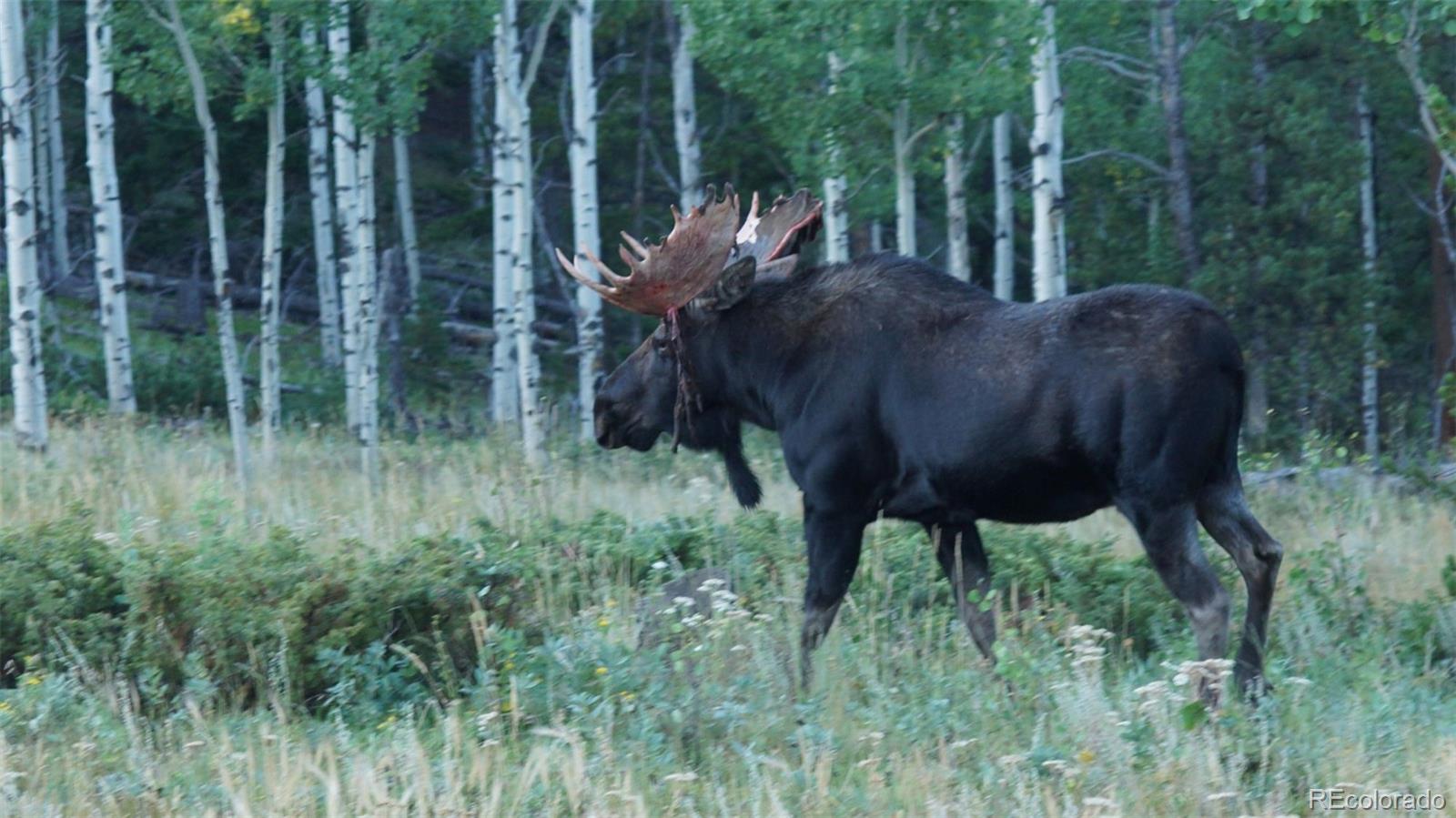 93 Gross Dam Road Golden, CO 80403 - Photo 34 of 35 a view of a back yard