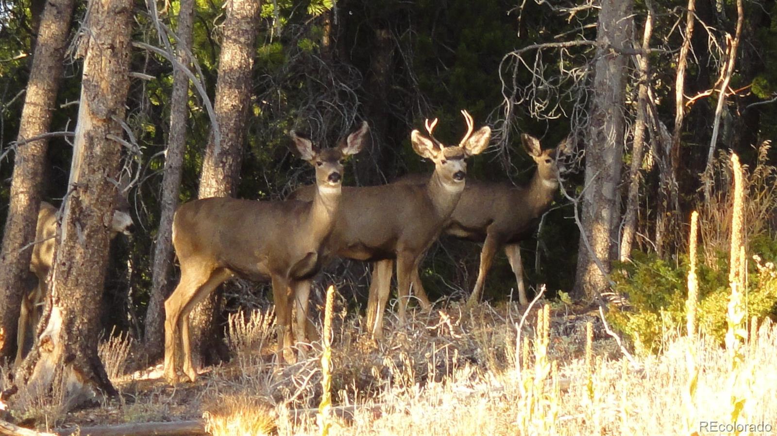 93 Gross Dam Road Golden, CO 80403 - Photo 9 of 35 a view of an outdoor space and a yard