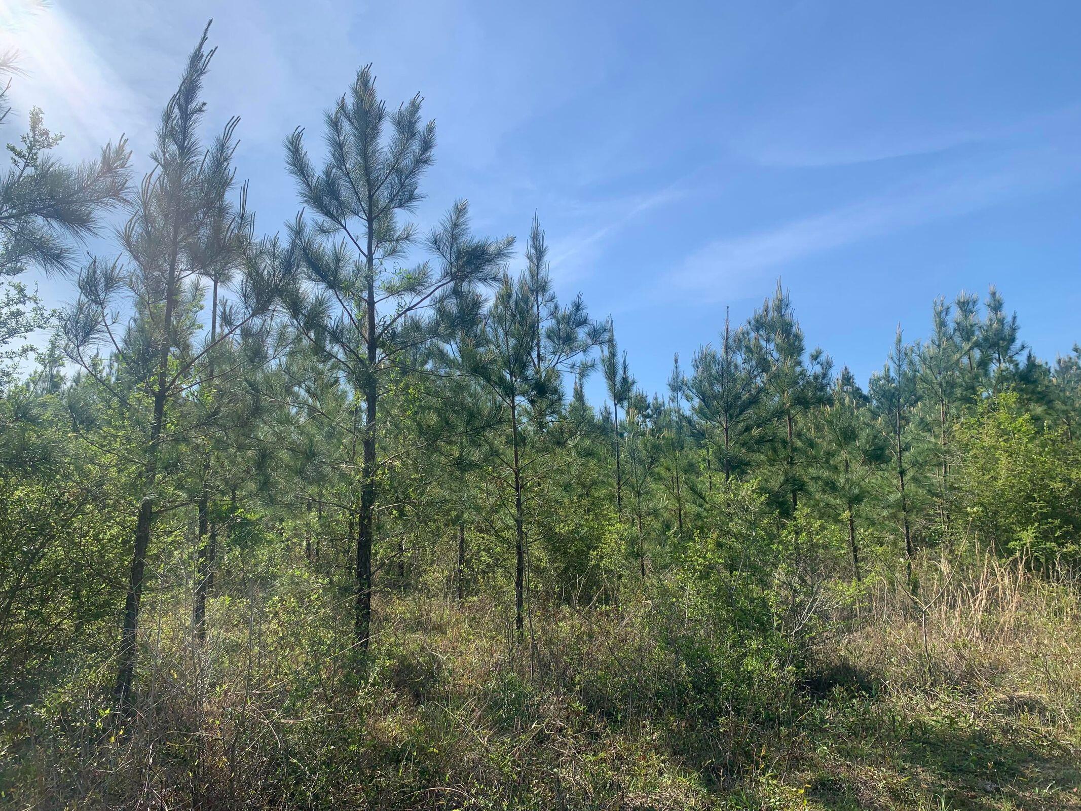 Parcel X&y Indian Ford Road Milton, FL 32570 - Photo 1 of 5 20220203150525483135000000-o