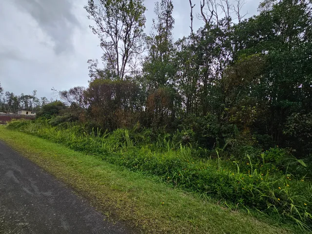 a view of a lush green space