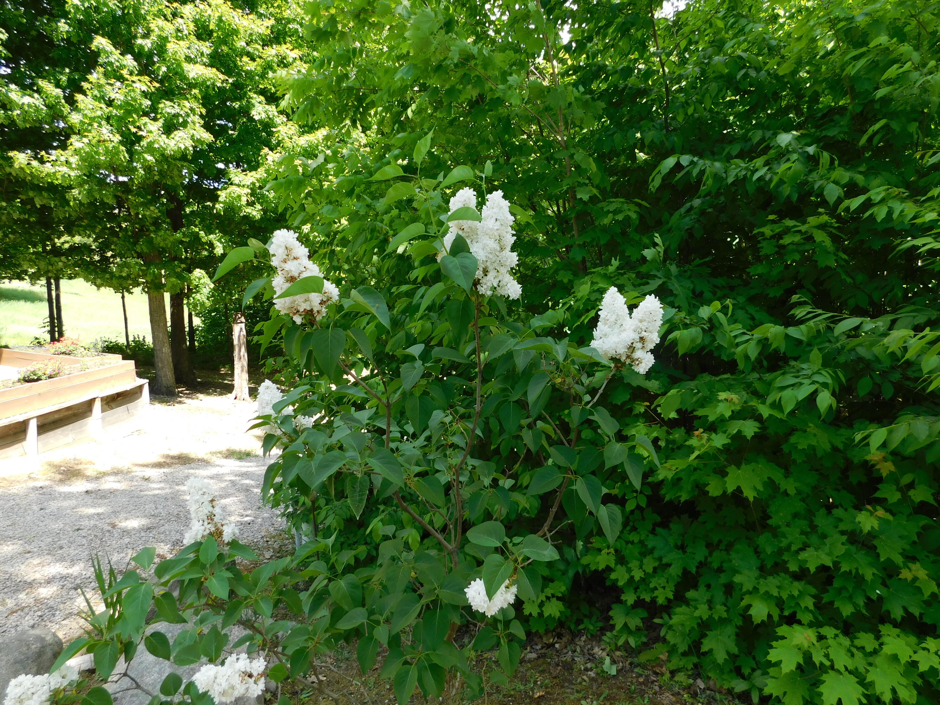 10653 Milarch Road Bear Lake, MI 49614 - Photo 14 of 86 DSCN2057