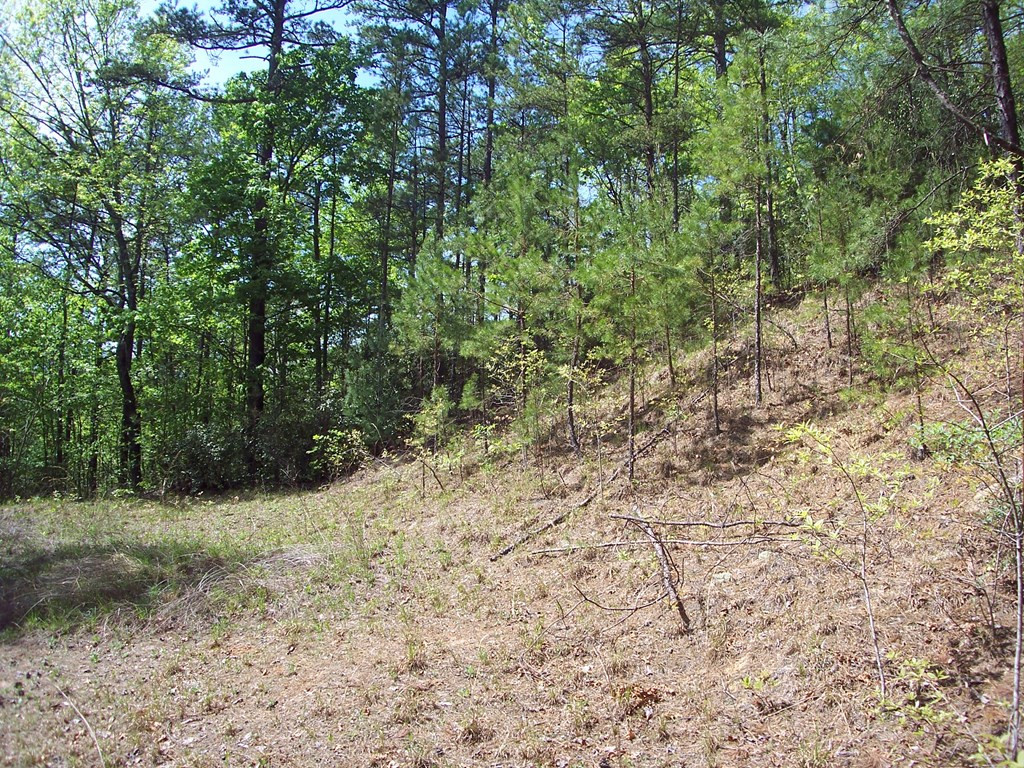 5 Long Branch Road Marble, NC 28905 - Photo 9 of 23