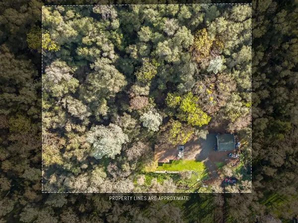 a view of a tree in a yard