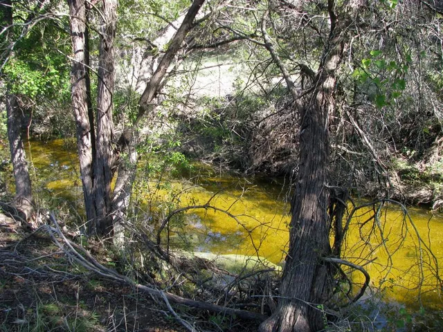 a view of a tree in a yard