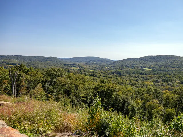 a view of a field with a tree in the background