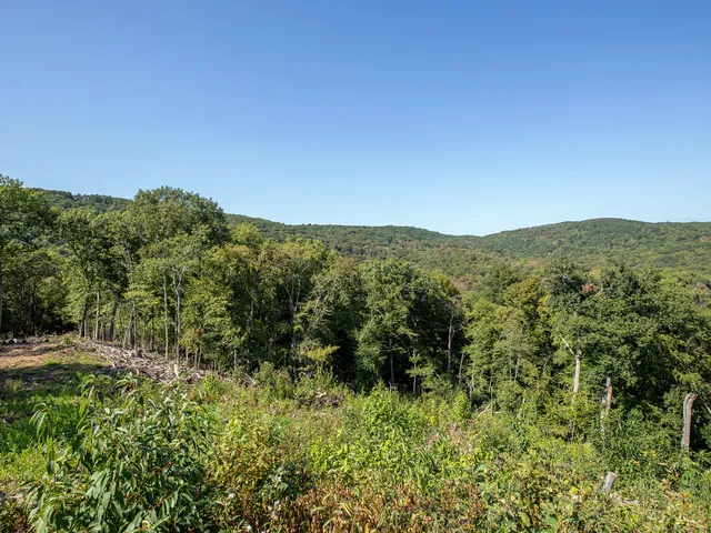 a view of a garden with a tree