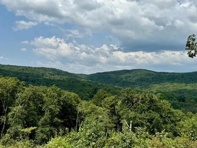a view of a bunch of trees in a field