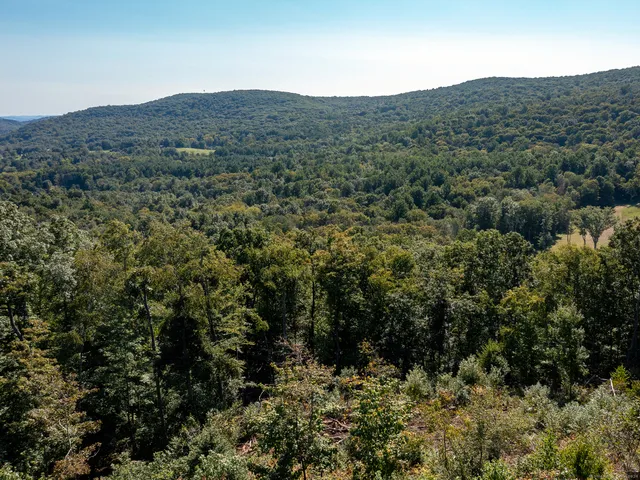 a view of a forest with mountains in the background