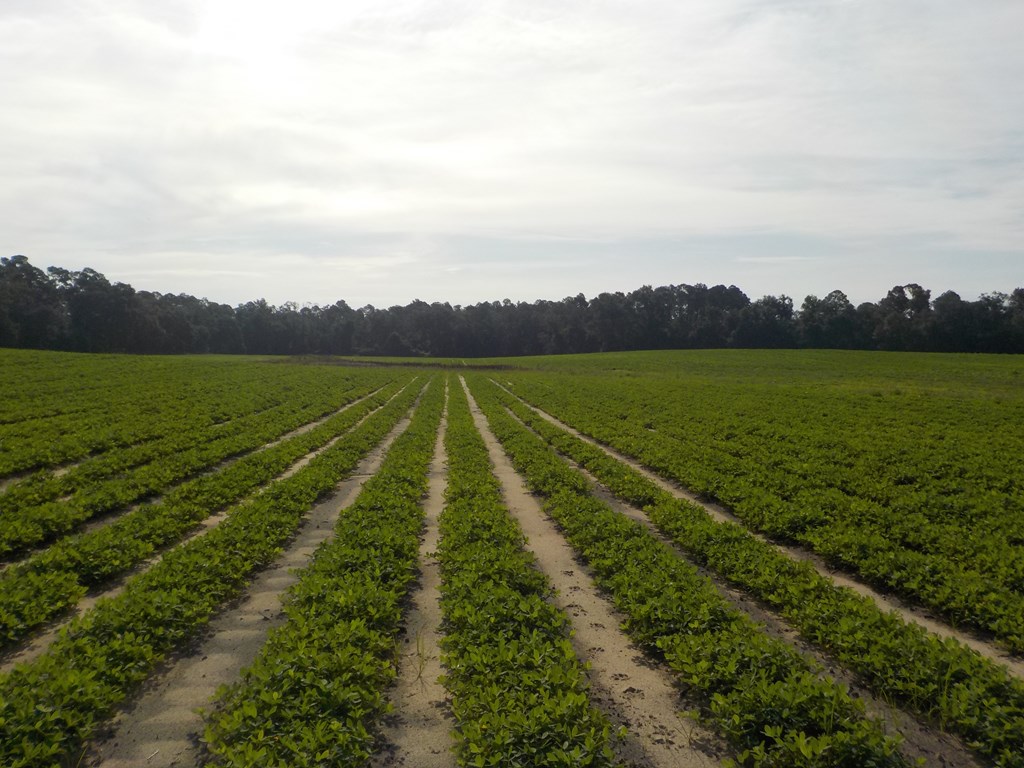 210-ac Jernigan Road Gordon, AL 36343 - Photo 3 of 36
