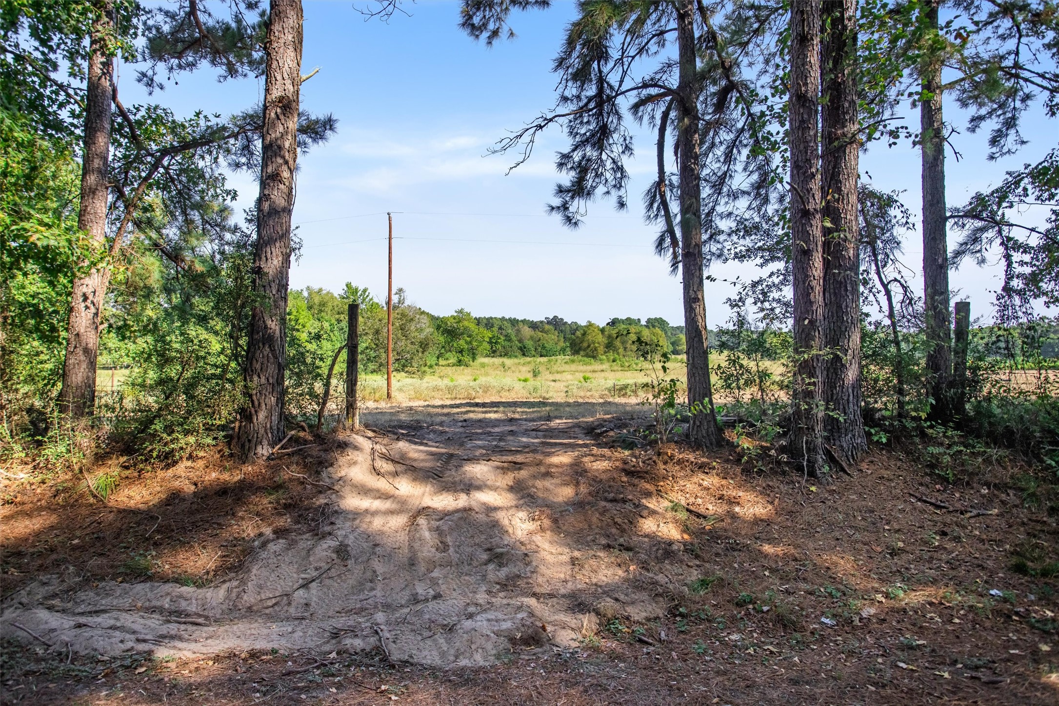 22.4-acres Bailey Grove Road Montgomery, TX 77356 - Photo 4 of 38 Gallery Image 4