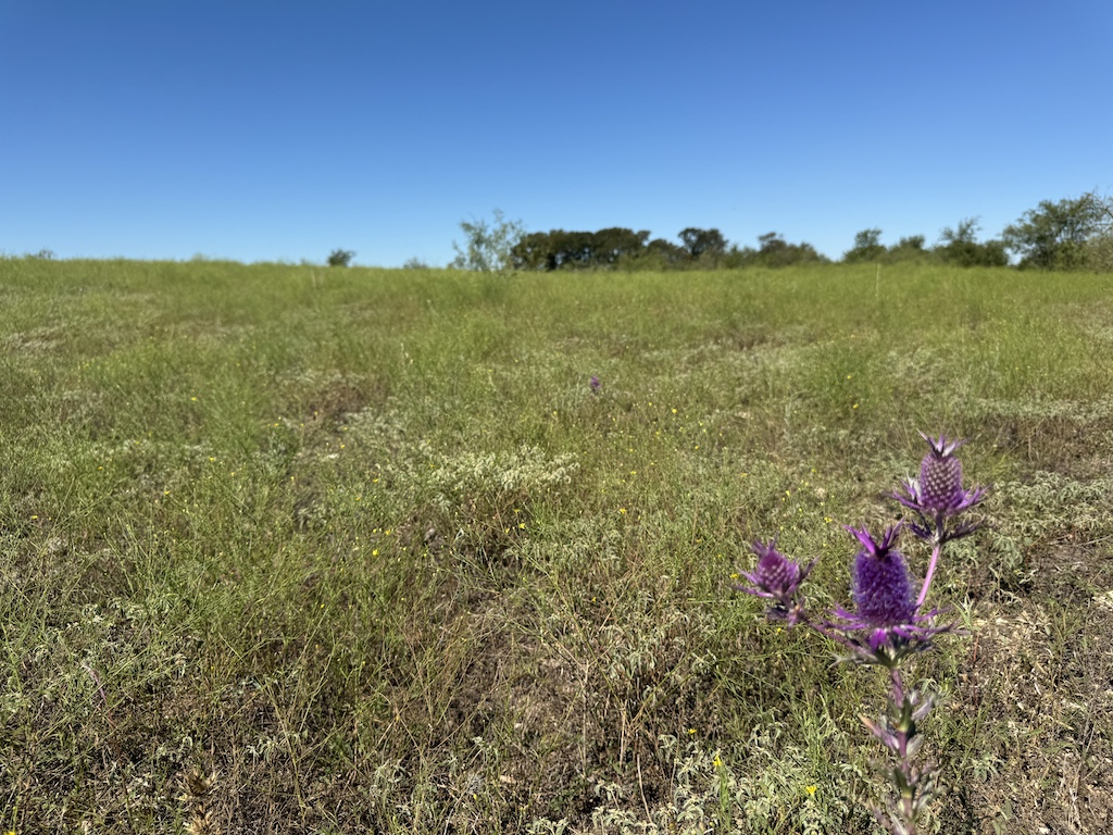 2409 Rd Temple Tx 76504 Road Moody, TX 76557 - Photo 14 of 19 a view of a flower and a lush green field