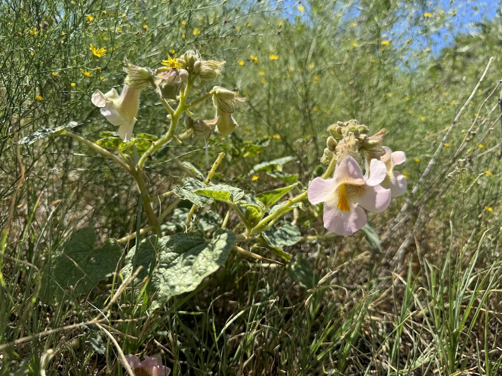 2409 Rd Temple Tx 76504 Road Moody, TX 76557 - Photo 15 of 19 a view of a tree in a garden
