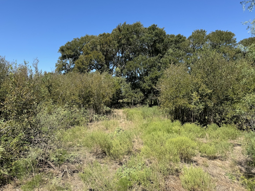 2409 Rd Temple Tx 76504 Road Moody, TX 76557 - Photo 2 of 19 a view of a yard with a tree