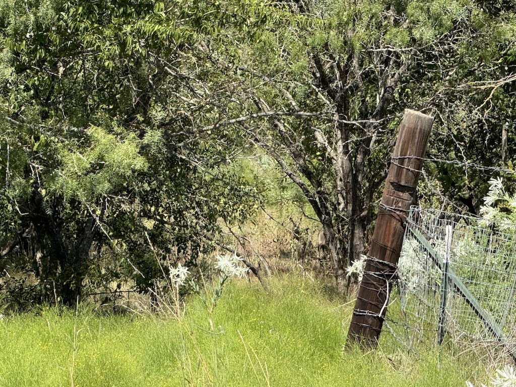 2409 Rd Temple Tx 76504 Road Moody, TX 76557 - Photo 3 of 19 a view of yard with green space