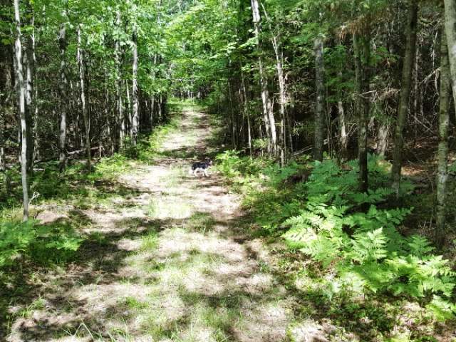 Four Fourmile Creek Road Three Lakes, WI 54562 - Photo 2 of 9 Gallery Image 2