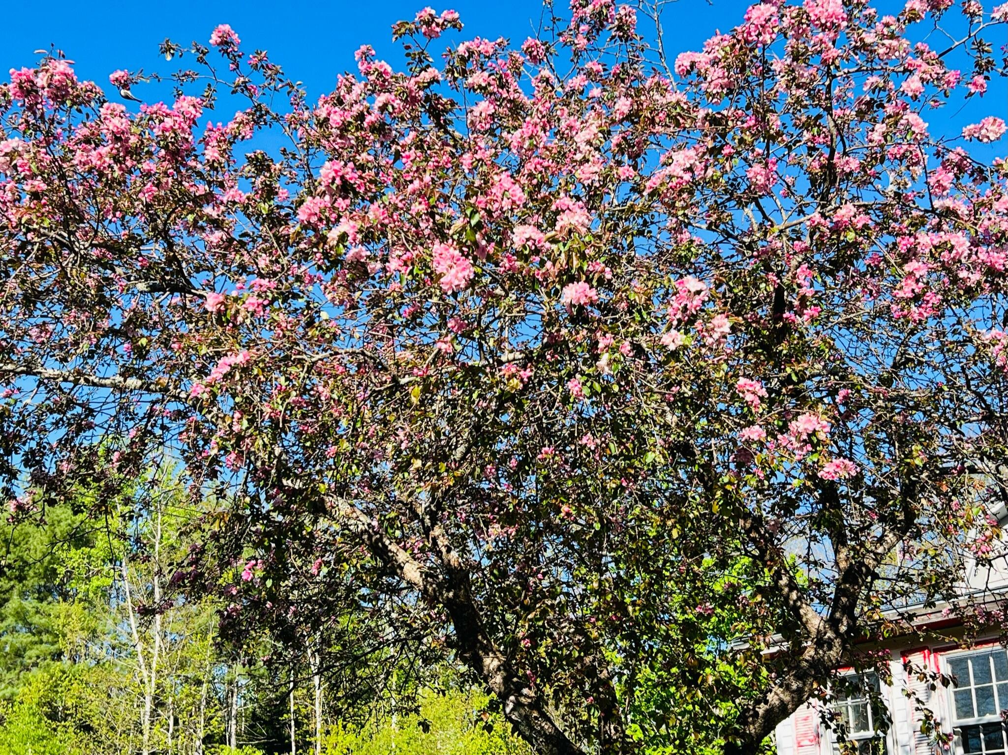 25 Munn Flat Road Athens, ME 04912 - Photo 16 of 16 IMG_9222