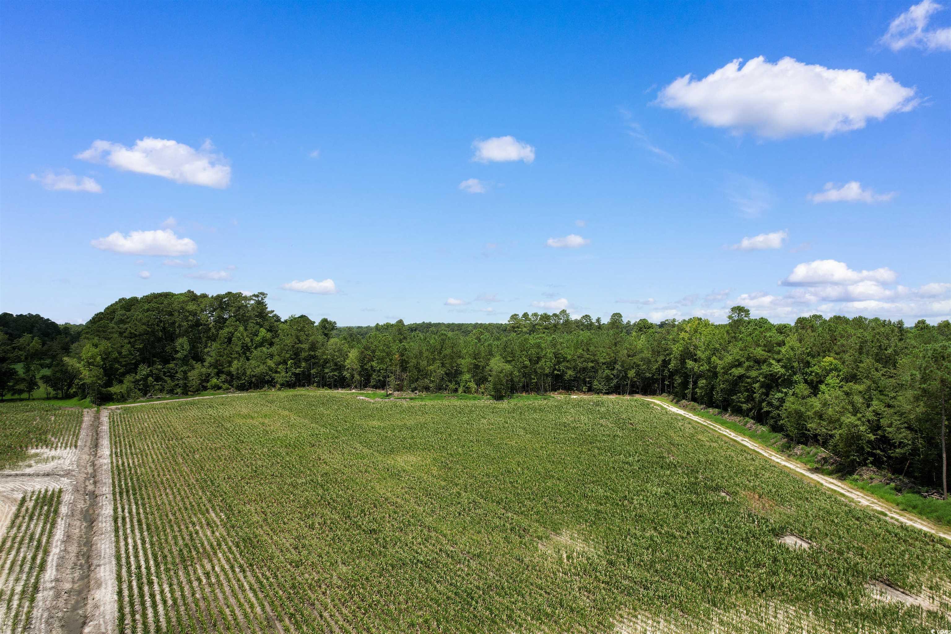 Tbd Wiggins Road Mullins, SC 29574 - Photo 4 of 20 Gallery Image 4