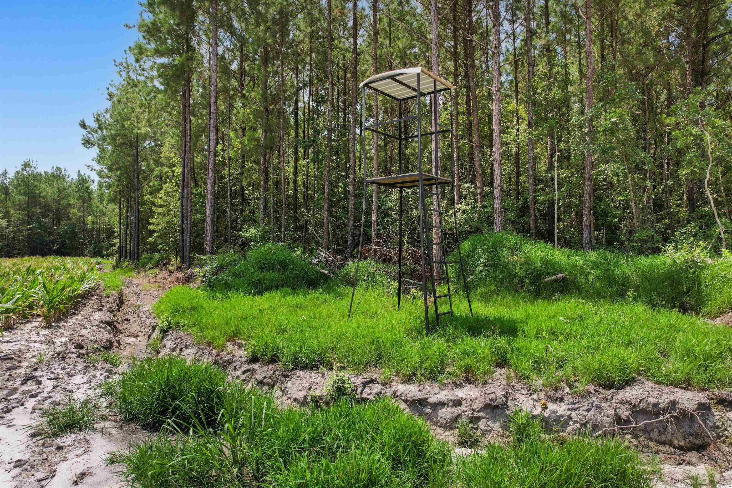 Tbd Wiggins Road Mullins, SC 29574 - Photo 5 of 20 Gallery Image 5