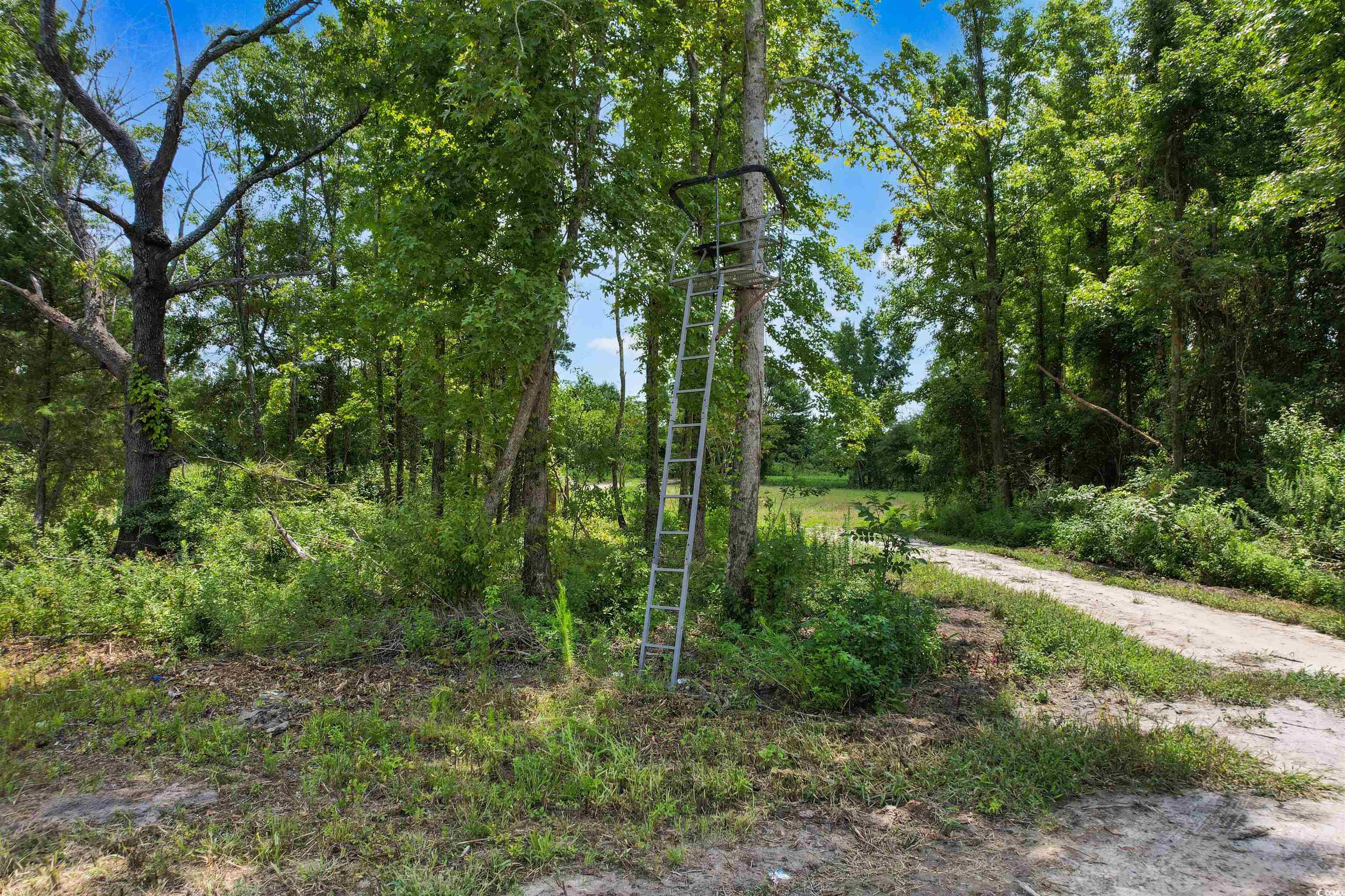 Tbd Wiggins Road Mullins, SC 29574 - Photo 9 of 20 Gallery Image 9