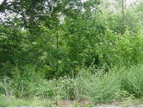 Lot V Bill Mauk Road, Unit V Chuckey, TN 37641 - Photo 2 of 4 Photo 2