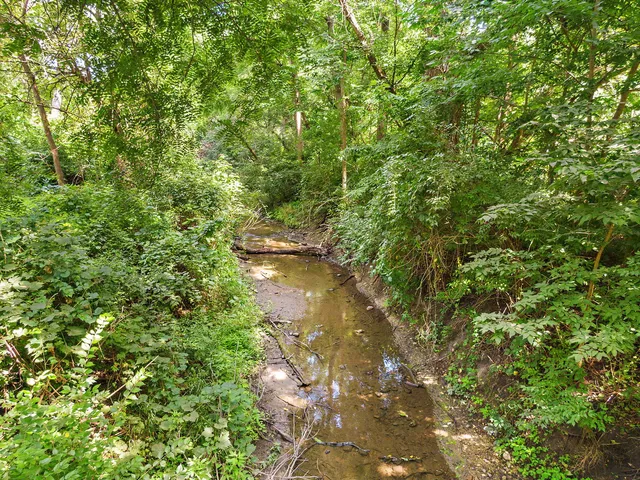 a view of a forest with a tree