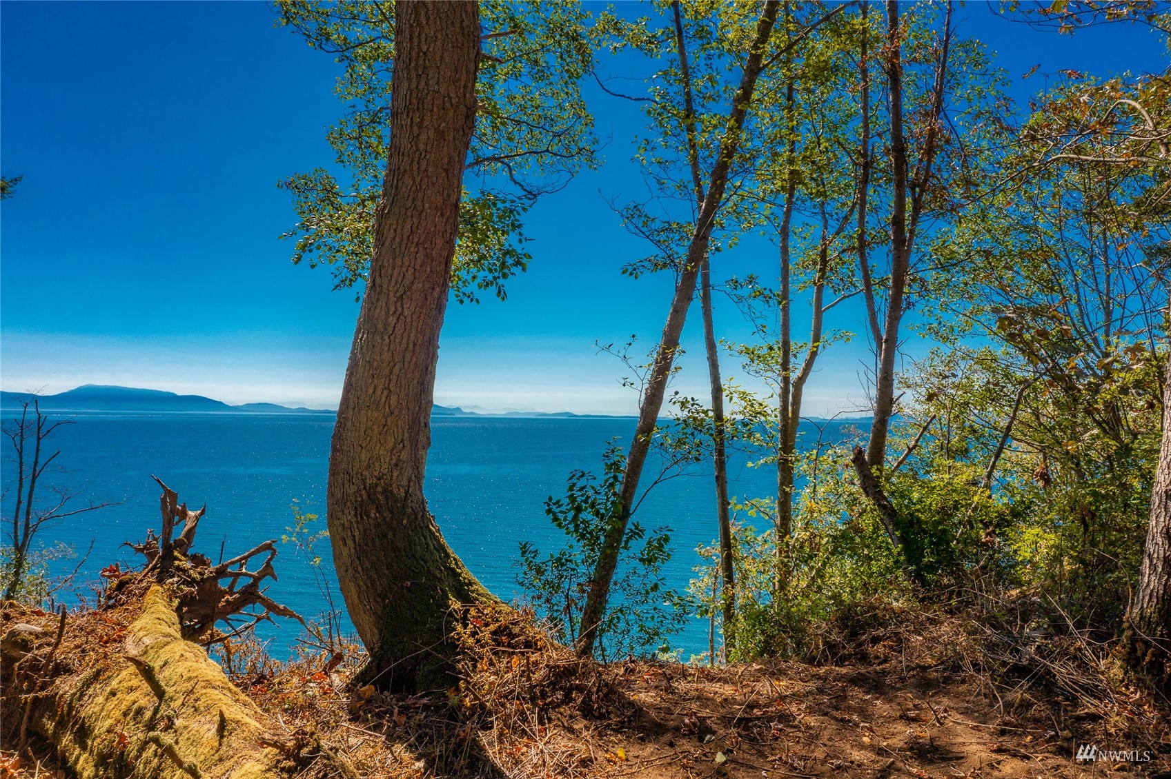 X Birch Point Road Blaine, WA 98230 - Photo 5 of 32 a view of a backyard of a house