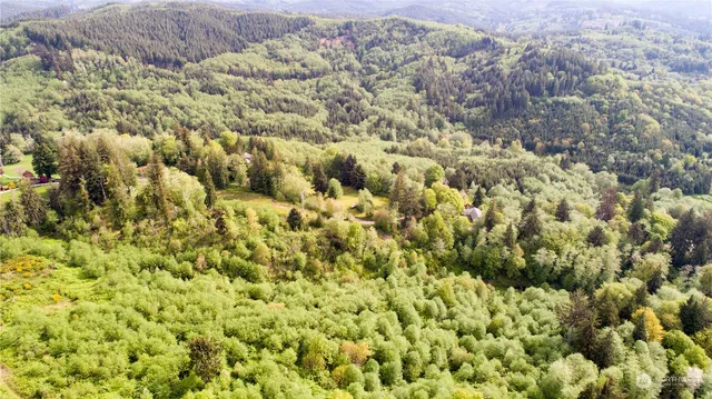 a view of a bunch of trees and bushes