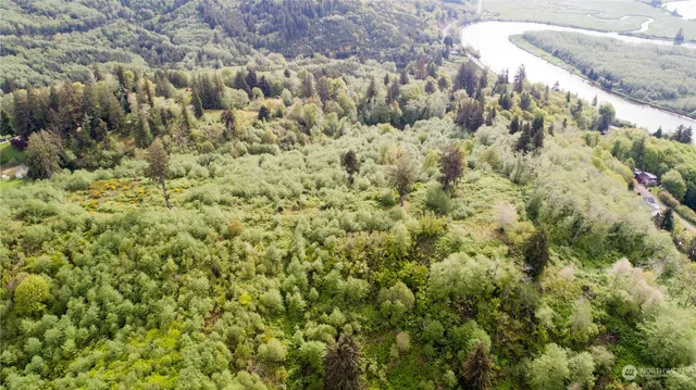 a view of a bunch of trees and bushes