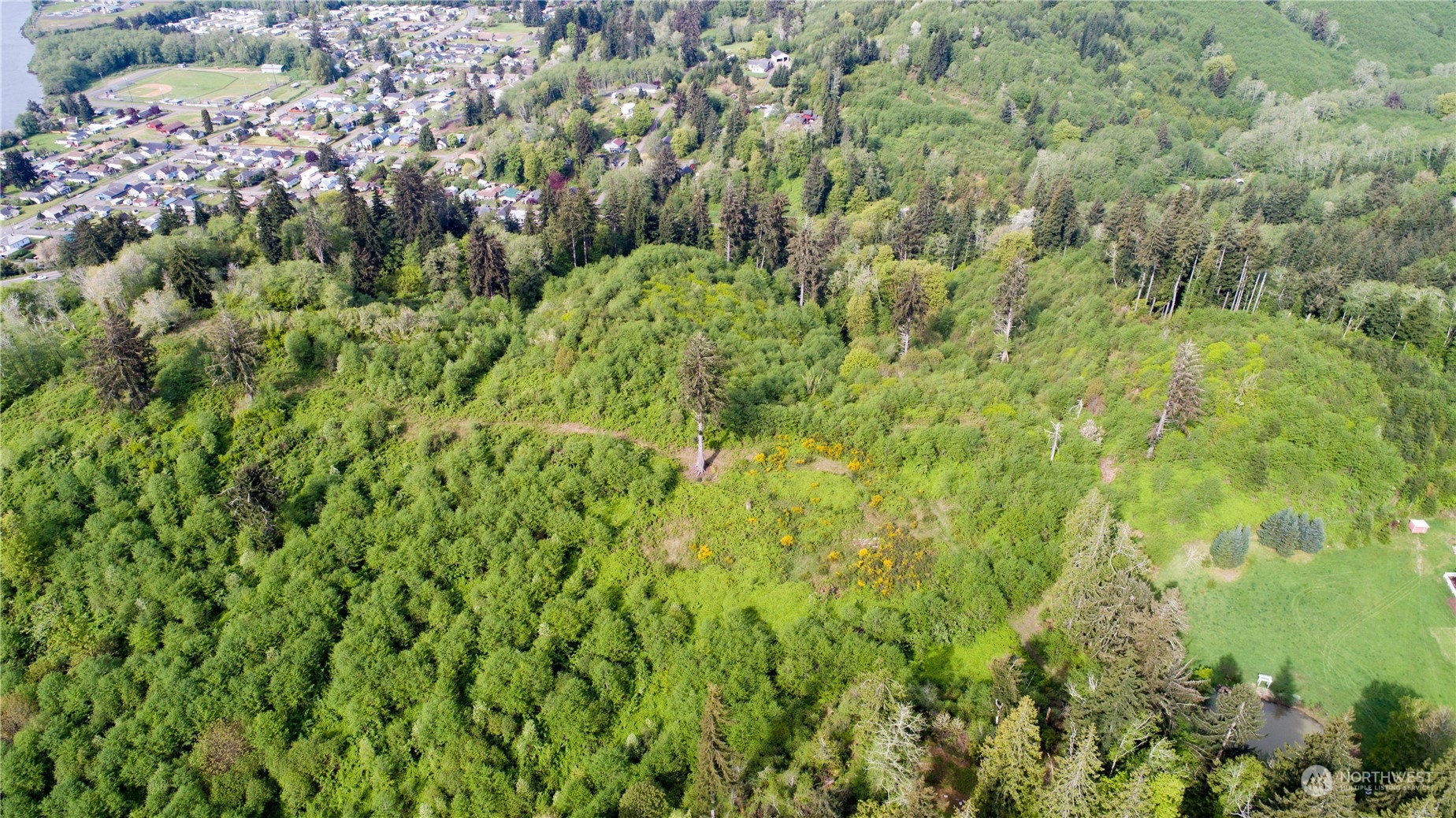 1111 Washington Cemetery Road Raymond, WA 98577 - Photo 3 of 23 a view of a lush green forest with lots of trees