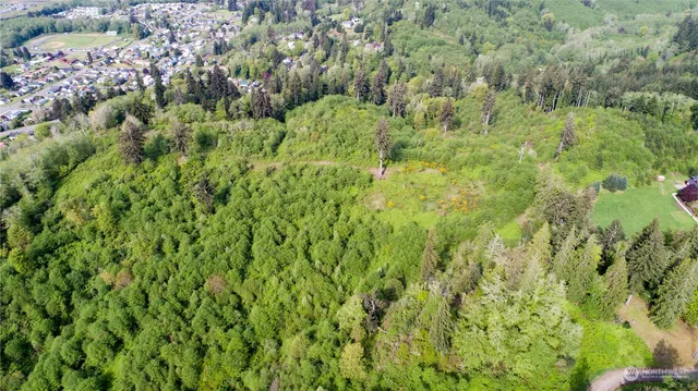 a view of a lush green forest with a lush green forest