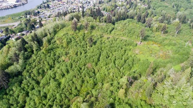 a view of a lush green forest
