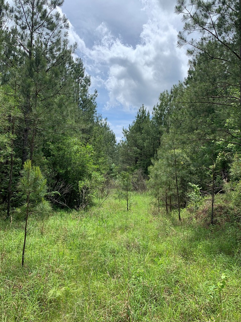 . Shucktown Road McCall Creek, MS 39647 - Photo 2 of 10 Photo 2