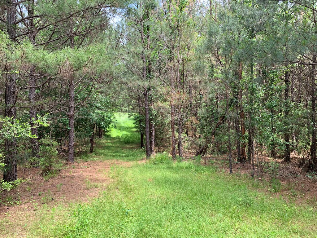 . Shucktown Road McCall Creek, MS 39647 - Photo 8 of 10 Photo 8
