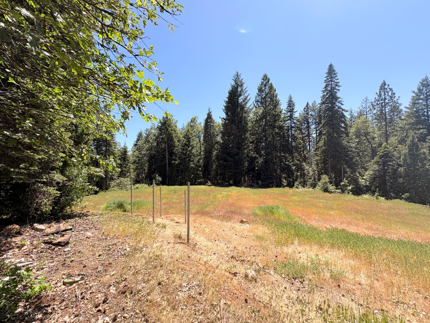 14666 Woolford Mill Road Nevada City, CA 95959 - Photo 9 of 12 a view of a yard with trees in the background